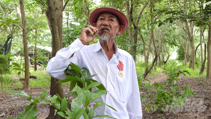 Mr. Ten intensively cultivates wild vegetables under the forest canopy to grow short-term and improve his livelihood. Photo: Tran Trung.