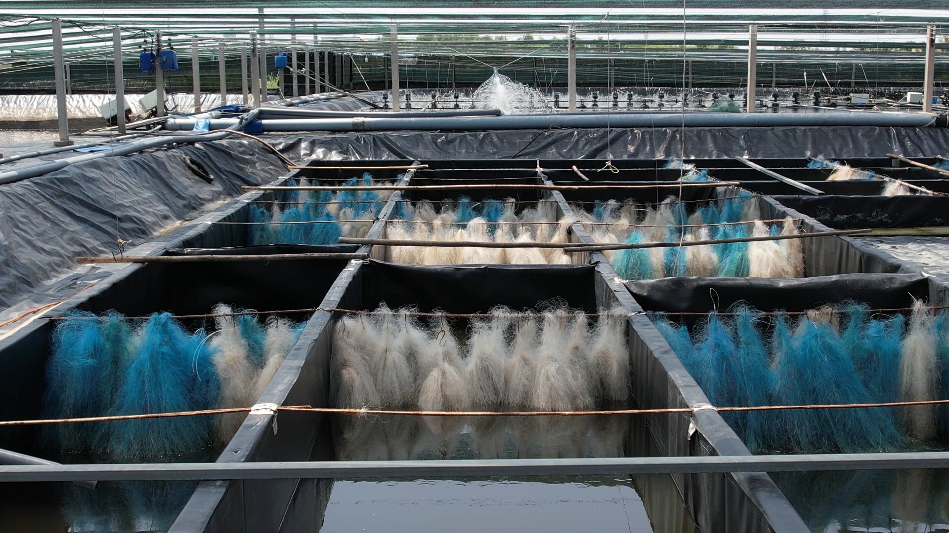 GrowMax has successfully developed the method of 'Reaching high-tech shrimp with water circulation' with numerous exceptional benefits, such as: low investment costs, no use of antibiotics during the farming process, and the production of high-quality products. Shrimp are hygienic and prevent disease, etc. 