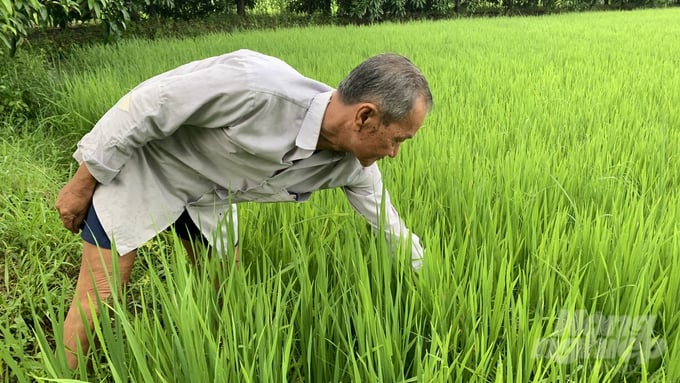 Ông Minh cam kết tuân thủ hợp đồng bán lúa với HTX mặc dù giá chênh lệch 1.000 đồng/kg. Ảnh: Hồ Thảo. 