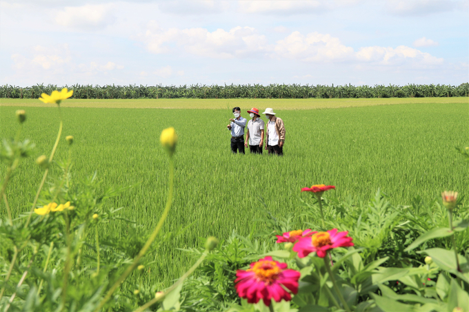 Companies along with the agricultural extension system are implementing many cooperation programs to quickly spread rice farming solutions to reduce emissions. Photo: Pham Hieu.