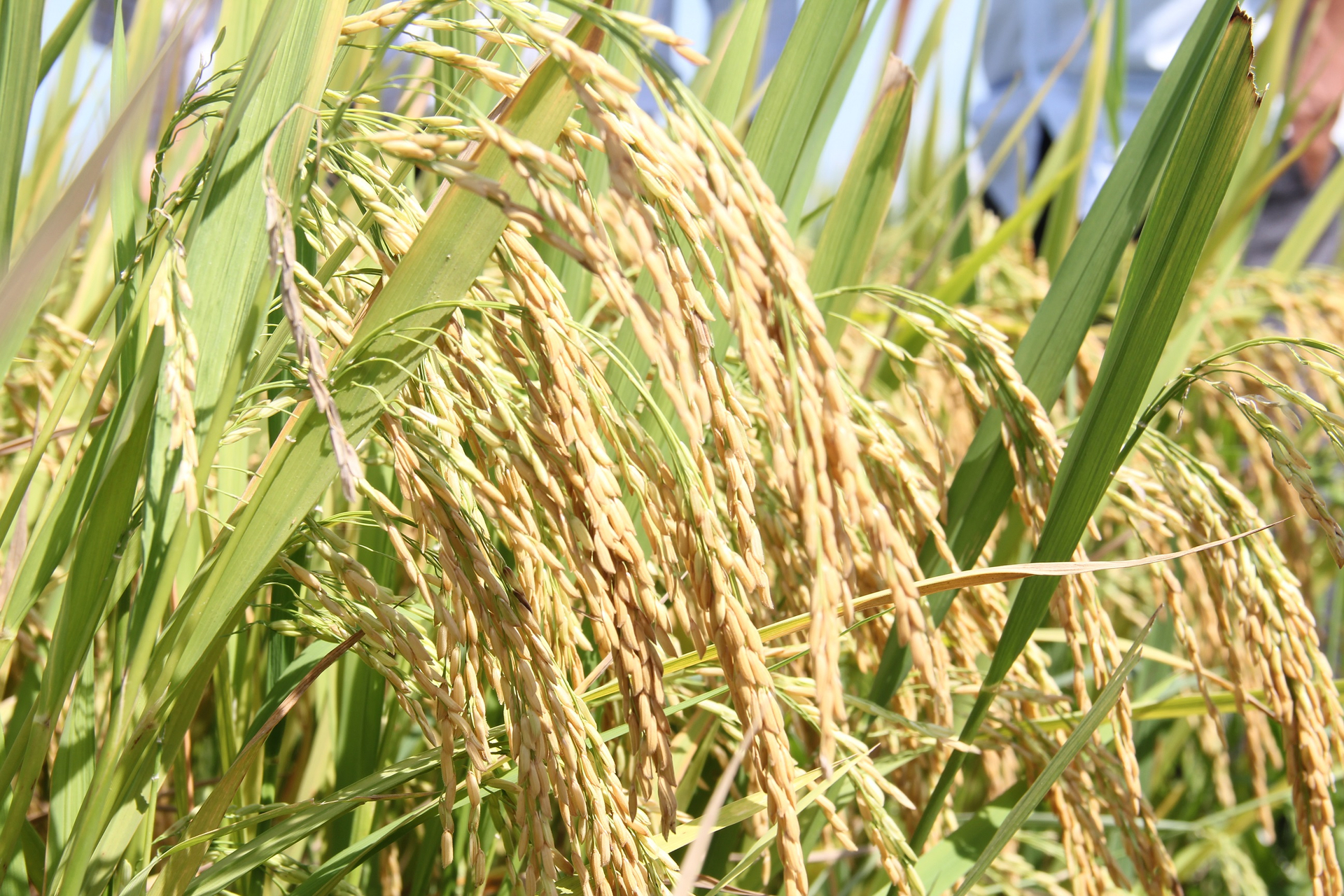 Theo đánh giá của cơ quan chuyên môn và bà con nông dân, vụ hè thu năm nay lúa ít bị sâu bệnh, lúa trổ trong điều kiện thời tiết ổn định nên năng suất cao. Ảnh: L.K.
