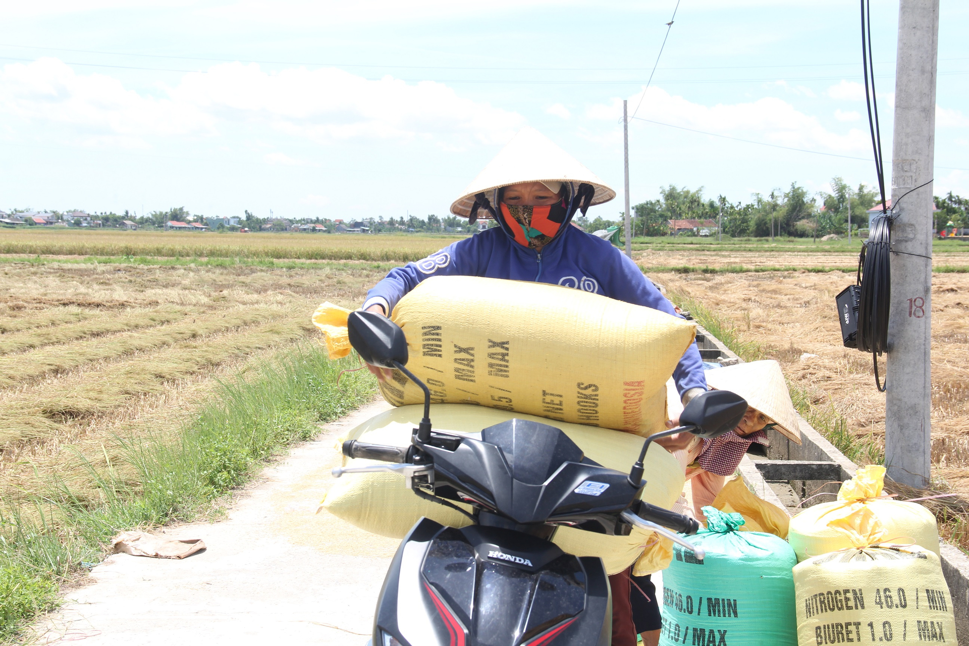 Năng suất và giá lúa vụ hè thu năm nay ở các tỉnh Quảng Nam, Quảng Ngãi cao hơn so với năm 2022 nên nông dân rất phấn khởi. Ảnh: L.K.