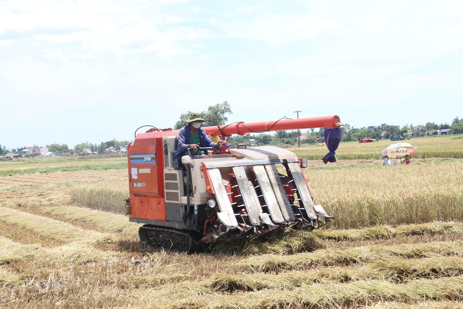 Hiện các tỉnh Nam Trung bộ đang vào vụ thu hoạch rộ lúa hè thu. Ảnh: L.K.