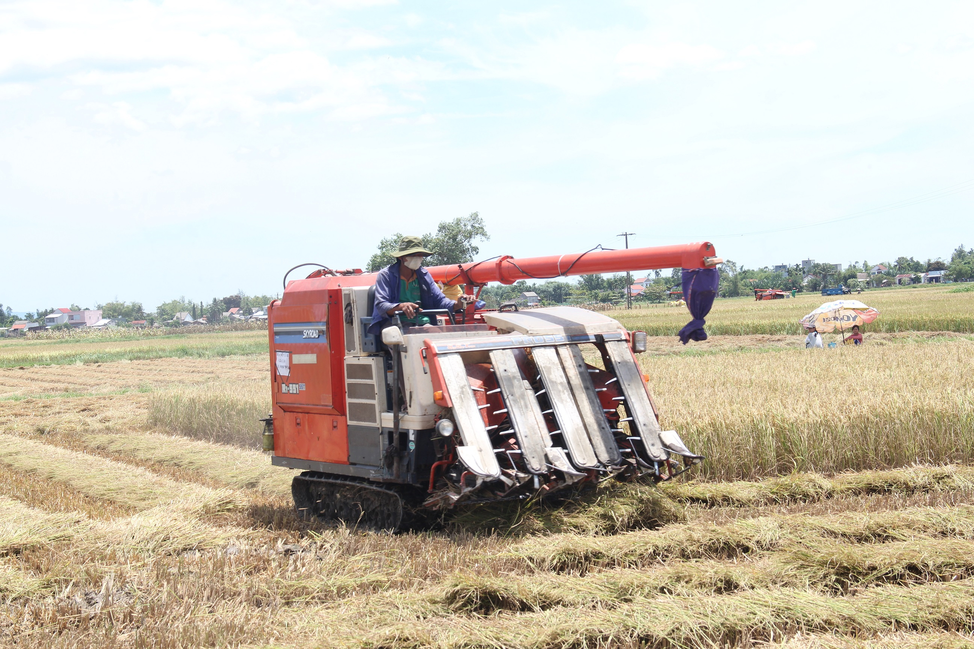 Currently, the South Central provinces are in the midst of the summer-autumn rice harvest. Photo: L.K.