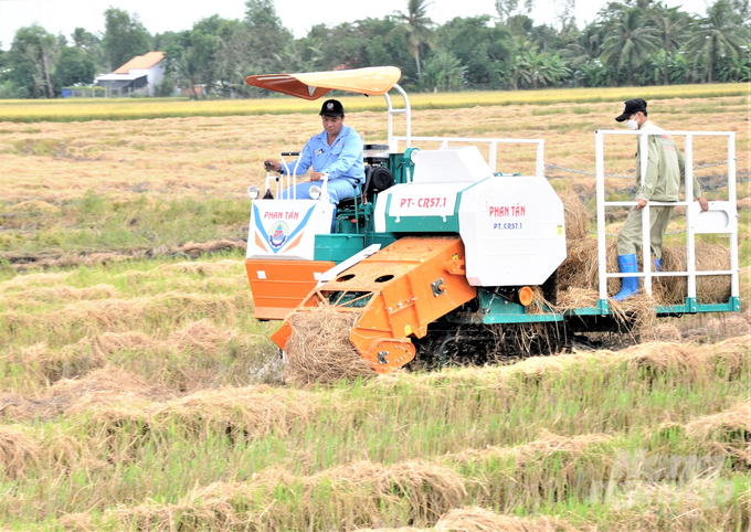 Hau Giang farmers collect straws to help limit environmental pollution, reduce greenhouse gas emissions, and enhance the rice value chain by growing straw mushrooms, making animal feed, and composting organic fertilizer. Photo: Trung Chanh.