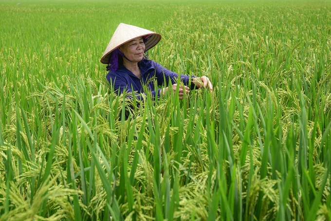 Canh tác lúa giảm phát thải vừa tiết kiệm chi phí, vừa cho năng suất cao hơn, chất lượng lúa gạo tốt hơn, lợi nhuận cao hơn. Ảnh: Tùng Đinh.