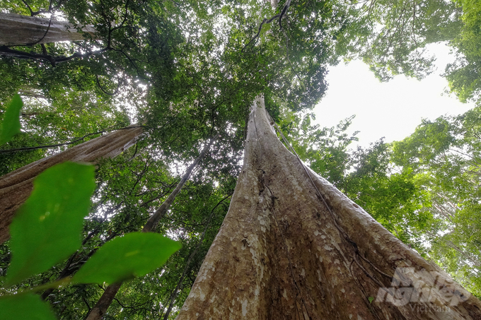 The 400-500 year old Giant Crape-myrtle tree in Cat Tien forest. Currently, Cat Tien National Park has been recognized by UNESCO as a 'World Biosphere Reserve', with hundreds of rare animal species listed in the Red Book of Vietnam. Photo: Dinh Tung.