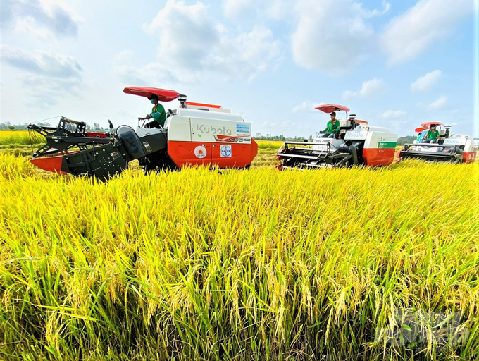 Hau Giang’s rice output remains stable, contributing to the country's overall output from 1.2 to 1.3 million tons/year. Photo: Trung Chanh.