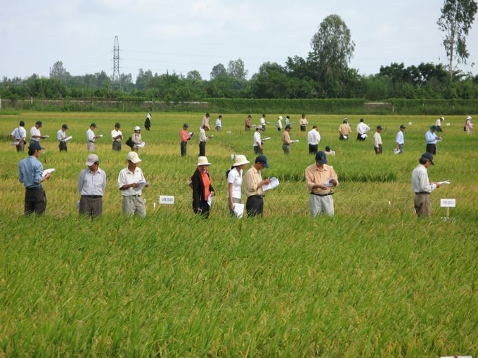 Every crop, every year, the Mekong Delta Rice Institute organizes demonstration programs of new rice varieties. Photo: Mekong Delta Rice Research Institute.