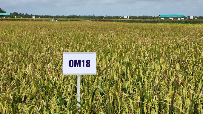 The OM rice variety, bred by the Mekong Delta Rice Research Institute, is widely planted in the Mekong Delta and has become the main rice variety for the export market. Photo: Kim Anh.