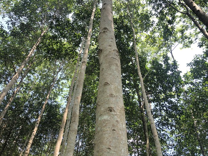 Những cánh rừng trồng tại thôn Nà Quân (xã Bình Trung). Ảnh: Ngọc Tú. 