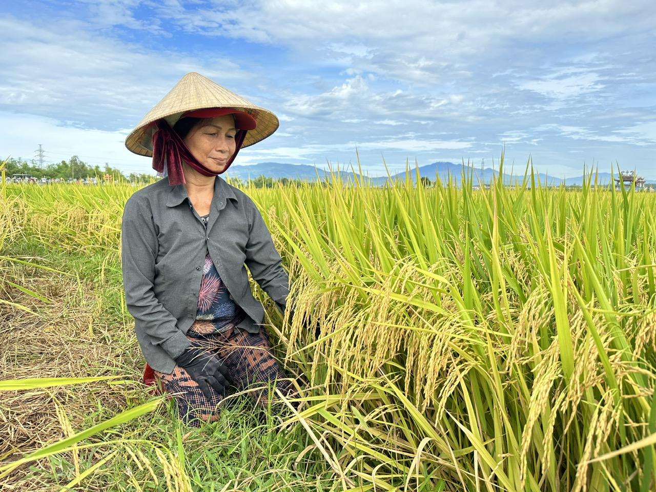 Bà con nông dân vùng Nam Trung bộ phấn khởi vì vụ lúa hè thu năm nay được mùa lớn. Ảnh: L.K.