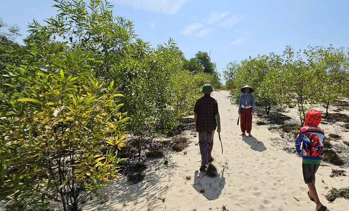 The forests have taken root on the white sand dunes. Photo: Tran Duc.