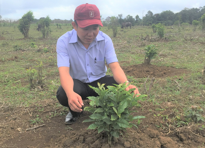 Mr. Nguyen Hung Nam, Director of the An Toan Special-Use Forest Management Board in the natural tea forest being preserved and developed by the unit. Photo: V.D.T.