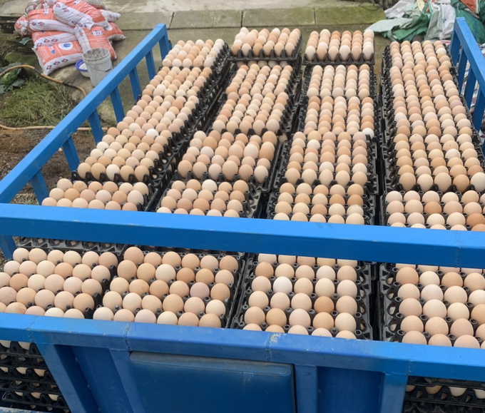 Trại gà mỗi ngày trang trại của anh Tú cho thu hoạch hơn 5.000 quả trứng gà Ai Cập. Ảnh: Việt Khánh.