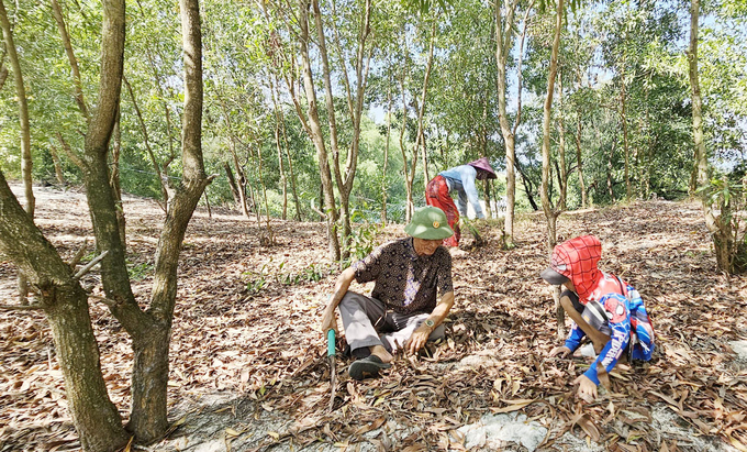 The people of Bac Ngu village now no longer have to endure sand flying into their homes every summer and are protected from wind and storms thanks to the forest. Photo: Tran Duc.