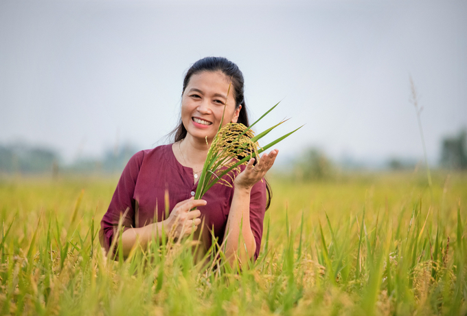 Lúa J02 đang được trồng phổ biến ở nhiều vùng miền. Ảnh: Tư liệu.