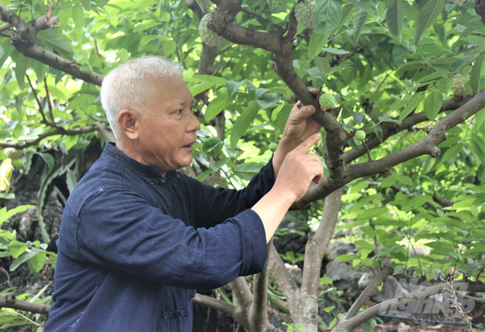 Ông Kiều Thượng Chất là người tiên phong và có nhiều kinh nghiệm trong trồng na rải vụ tại vùng na xã Phú Thượng. Ảnh: Phạm Hiếu.