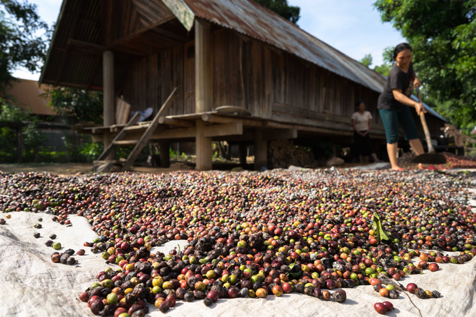 Cà phê là mặt hàng xuất khẩu chủ lực của Tây Nguyên nói riêng và Việt Nam nói chung.