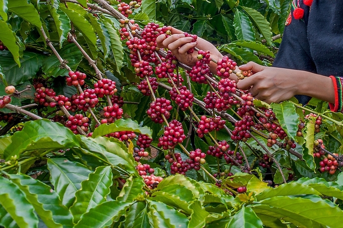 Diện tích cà phê tại Đắk Nông khoảng 140.000ha, là sinh kế của khoảng 70.000 hộ nông dân.