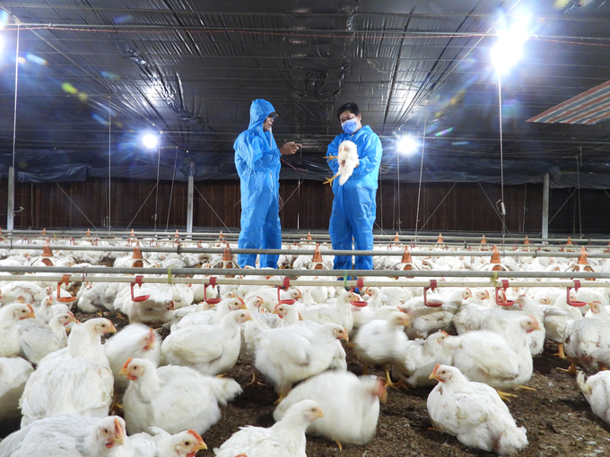 Inside the biosafety chicken farm of households associated with businesses. Photo: Tran Trung.