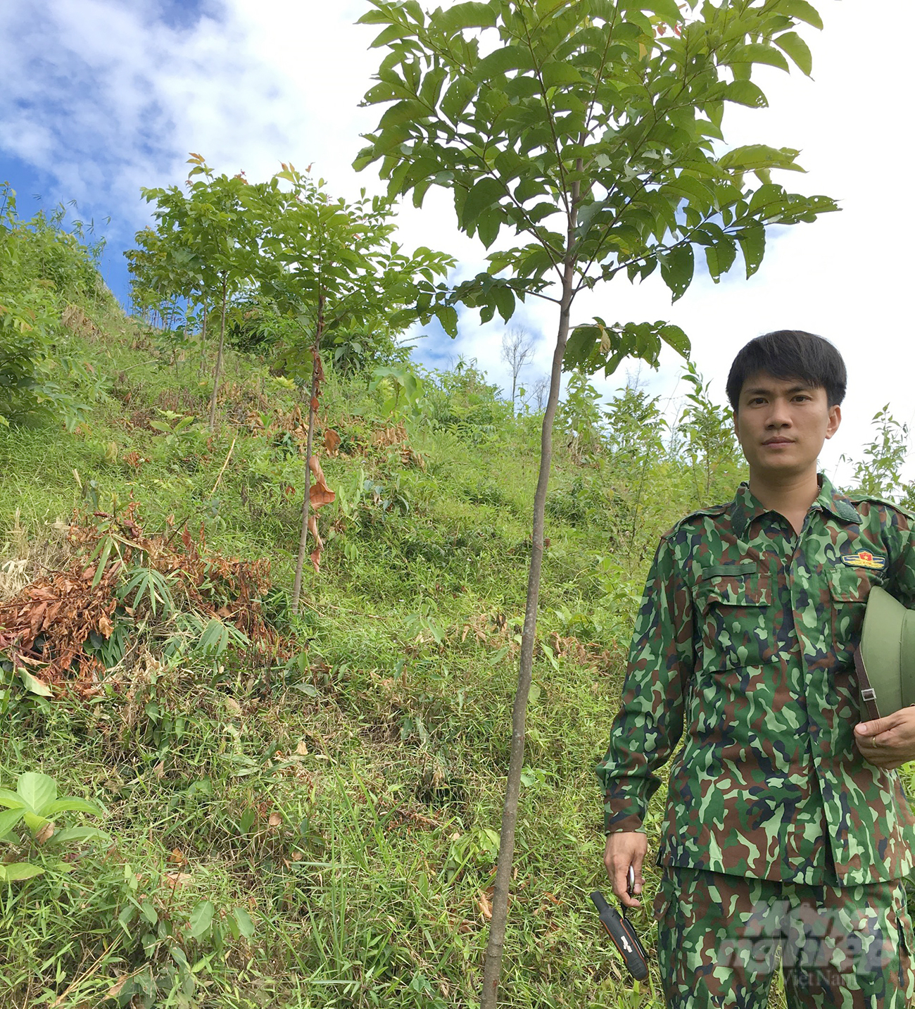 Chukrasia belongs to Group I timber, offering very high economic value. Photo: Viet Khanh.