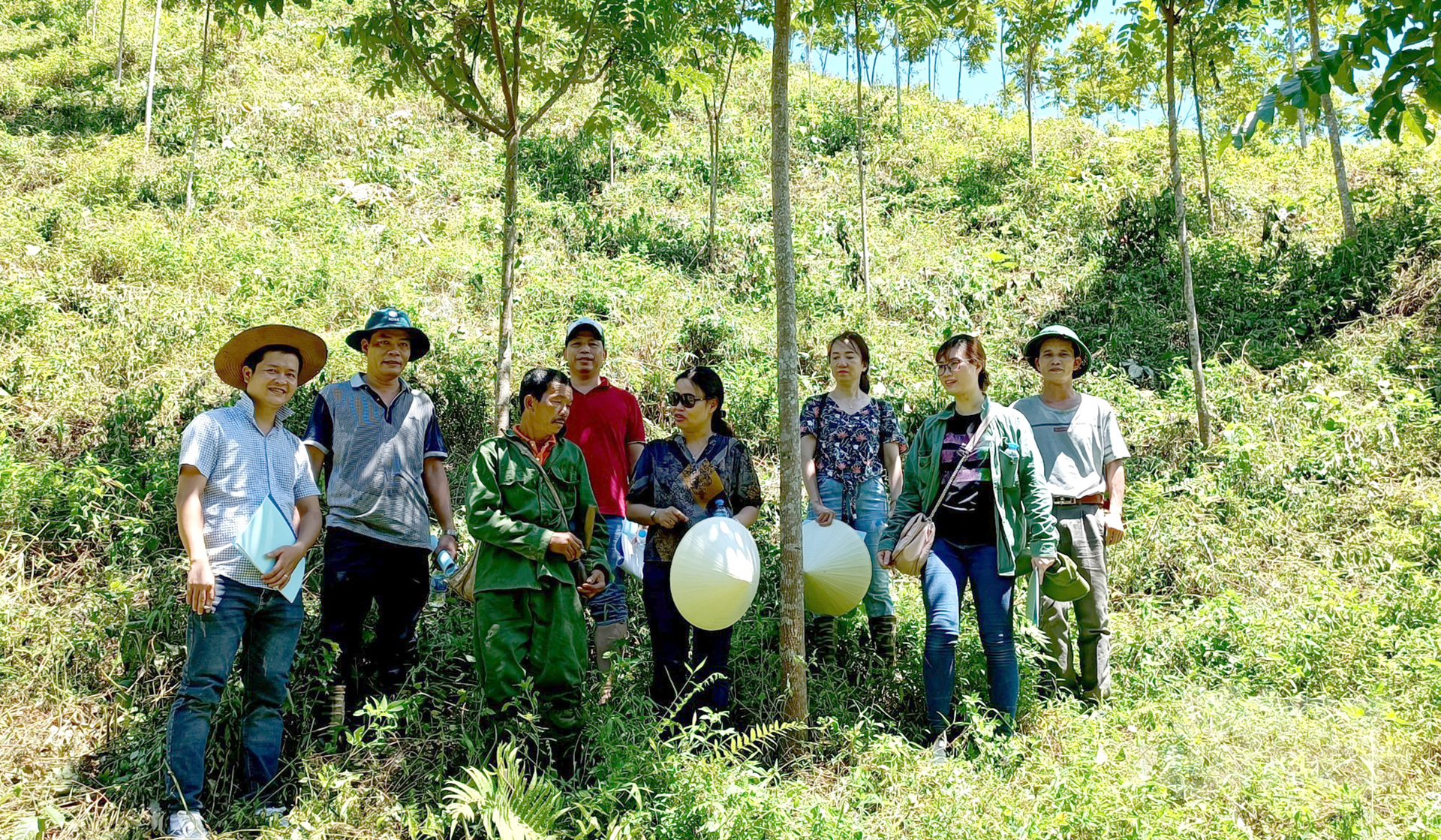 The process of testing Chukrasia trees in Nghe An province has achieved many promising results. Photo: Viet Khanh.