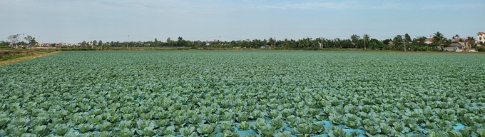 Khu trồng rau của Công ty Hiền Lê ở huyện Vĩnh Bảo. Ảnh: Đinh Mười.