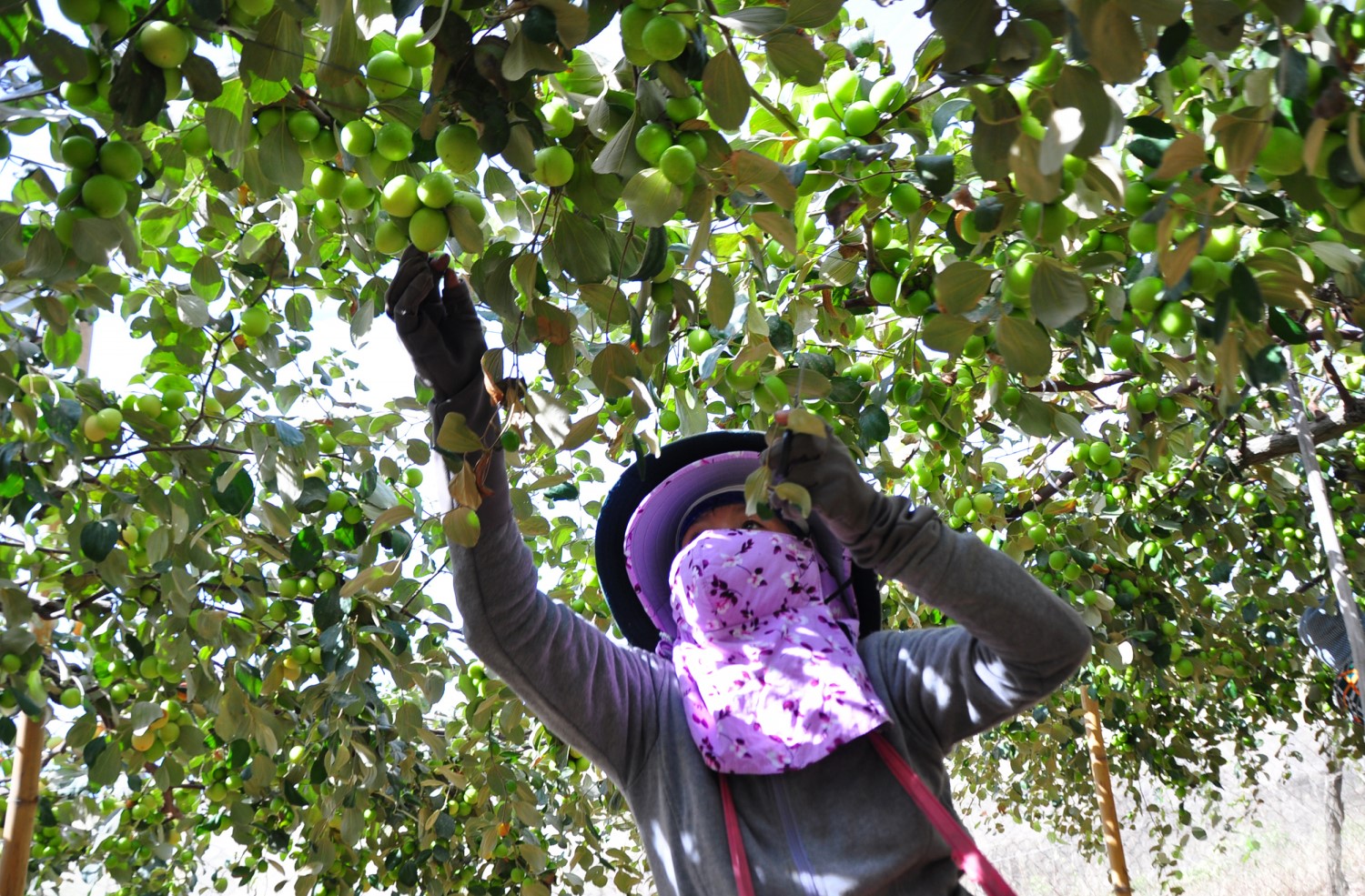 Apple is a very drought-tolerant crop, suitable for hot and sunny conditions, and gives a high income in Ninh Thuan. Photo: Kim So.