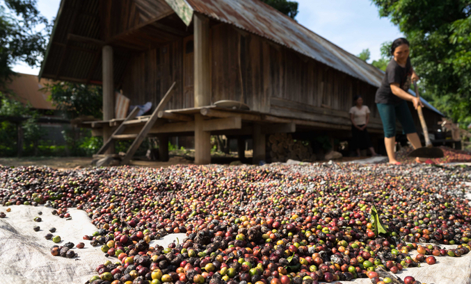 Coffee is a key export item of the Central Highlands and Vietnam.