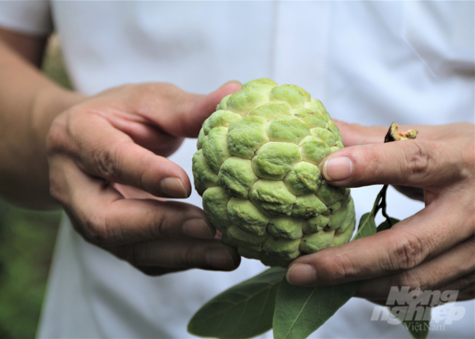 This year, a prolonged winter forecast will greatly affect the growth and development of the custard apple tree. Photo: Pham Hieu.
