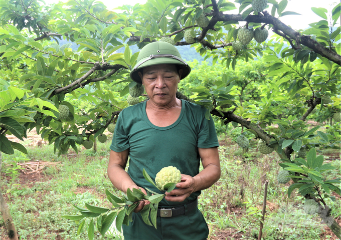 Since 2018, the people of La Hien commune began to apply the VietGAP process to the production of custard apples. Photo:  Pham Hieu.