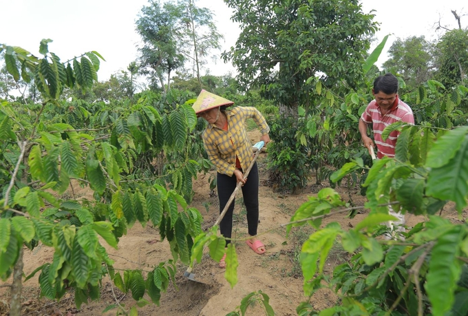 Tây Nguyên là thủ phủ cà phê của Việt Nam, chiếm hơn 90% tổng diện tích cả nước.