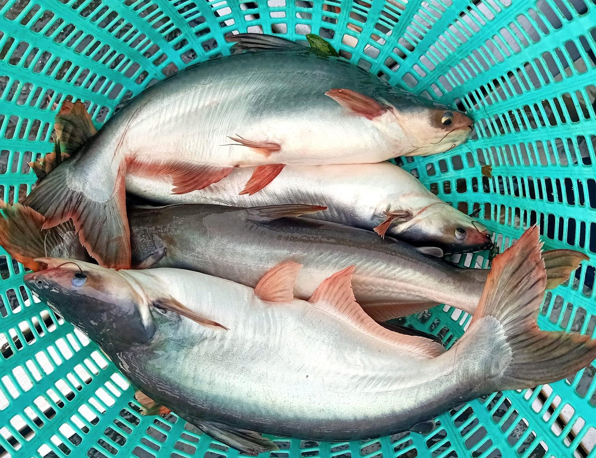Vietnam accounts for about 60% of the world's pangasius production. Photo: Son Trang.