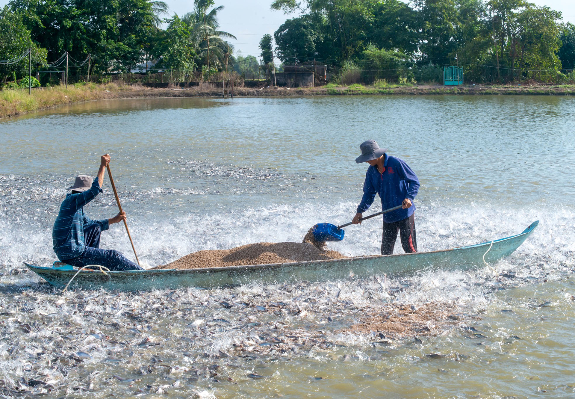 Pangasius farming in the Mekong Delta. Photo: Son Trang.