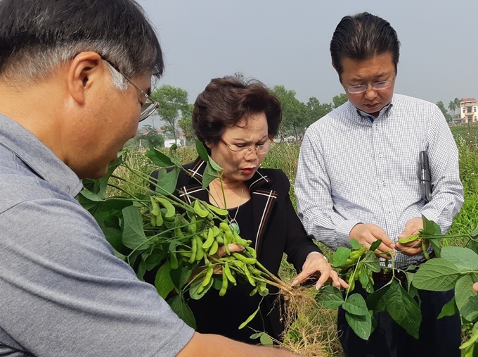 Bà Nguyễn Thị Bảo Hiền cùng chuyên gia Nhật Bản kiểm tra chất lượng đậu tương mùa vụ tại huyện An Dương. Ảnh: Thế Hải.