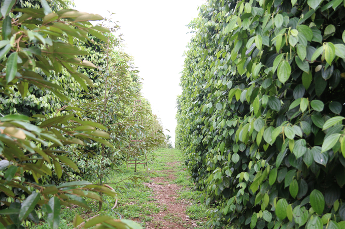 Vườn tiêu của các thành viên HTX Farm Đắk Nông trồng theo hướng hữu cơ rất xanh tốt, đầy sức sống. Ảnh: Quang Yên.