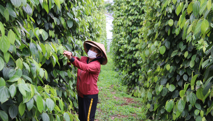 Chị Nguyễn Thị Tám (ngụ xã Thuận Hà) tranh thủ chăm sóc vườn tiêu hữu cơ sau những ngày mưa kéo dài. Ảnh: Quang Yên.