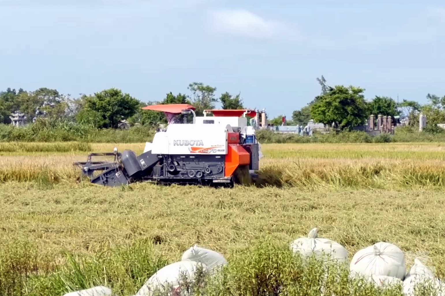 Tranh thủ thời tiết nắng ráo, nông dân Quảng Trị tập trung thu hoạch lúa hè thu. Ảnh: Võ Dũng.