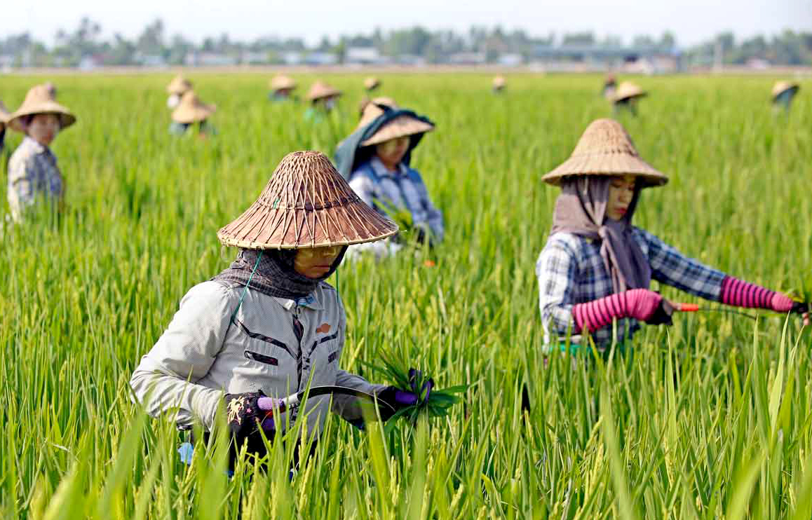 Sản xuất lúa ở Myanmar.