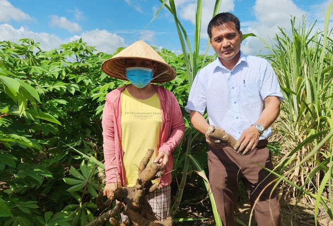 Sau hơn 7 tháng xuống giống, ruộng sắn HN5 của gia đình bà Nguyễn Thị Mai phát triển tốt, không bị bệnh khảm lá. Ảnh: Đăng Lâm.