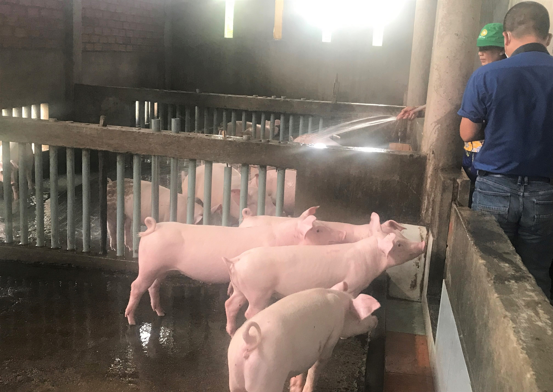 According to pig farmers, they want to purchase insurance against African Swine Fever, but this disease is not included in the list of supported insurances. Photo: V.D.T.