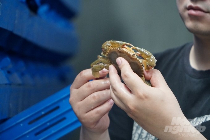 Raising crabs in plastic boxes brings a high income to Mr. Thien. Photo: QT.