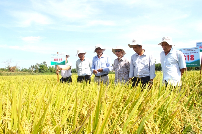 Giống lúa ĐB18 nổi trội trên cánh đồng ở xã Bình Dương (huyện Bình Sơn, Quảng Ngãi). Ảnh: L.K. 