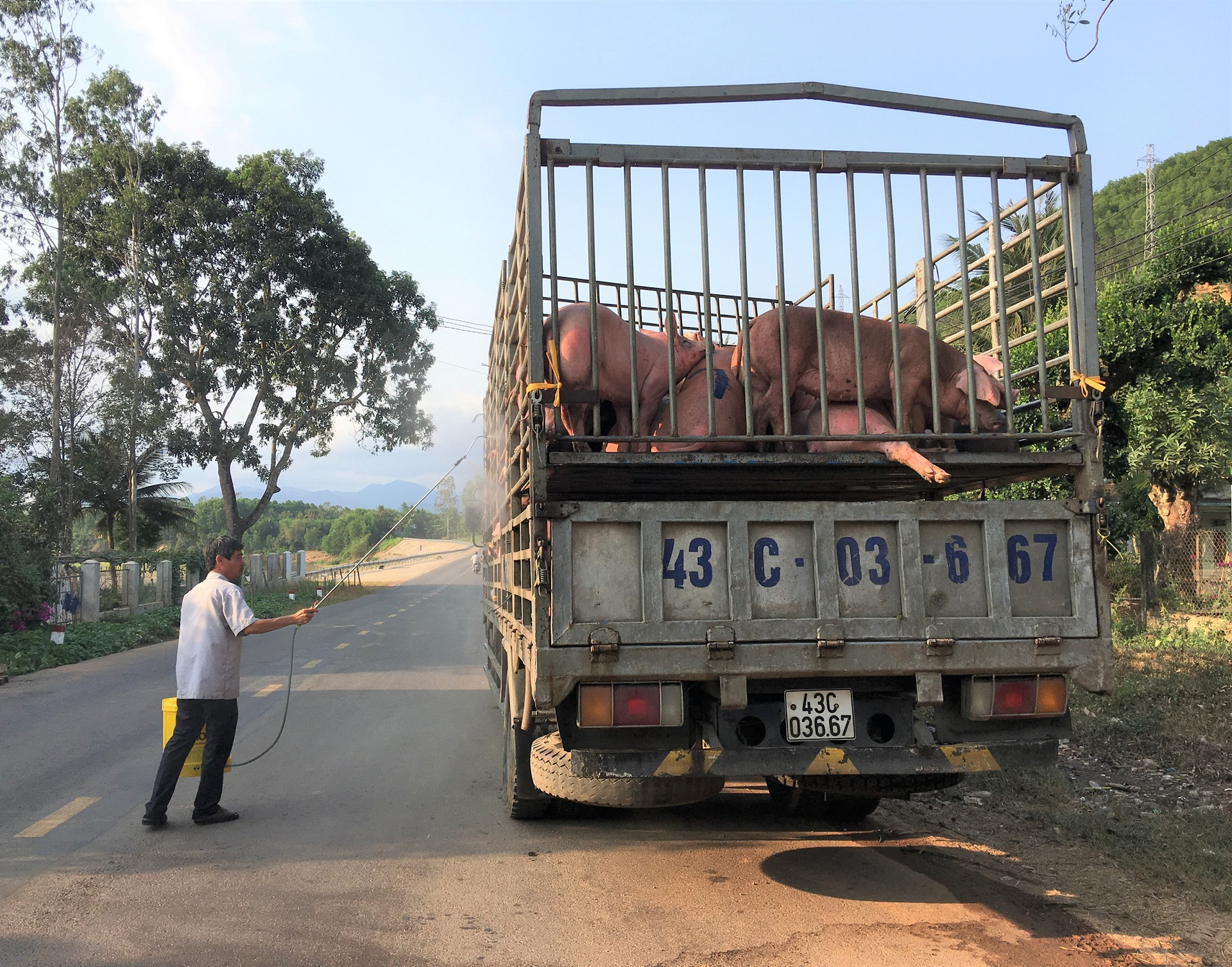 Livestock farming always carries many risks due to diseases. Photo: V.D.T.