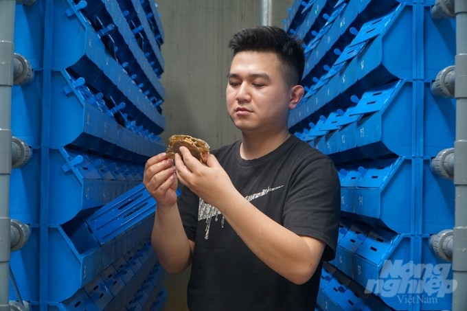 Mr. Thien is the first person in Thanh Hoa to successfully raise sea crabs in plastic boxes. Photo: QT.