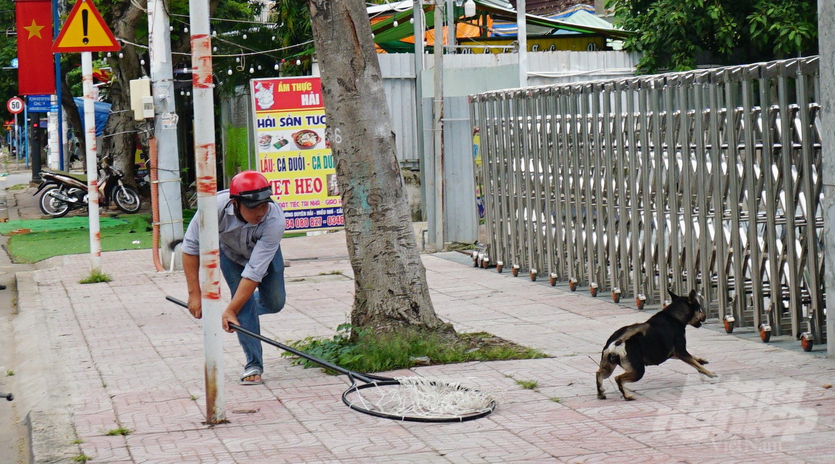 Thị trấn Cần Thạnh quyết tâm bắt nhốt và không để tình trạng chó thả rông làm ảnh hưởng đến phương tiện tham gia giao thông, người dân và khách du lịch. Ảnh: Lê Bình.
