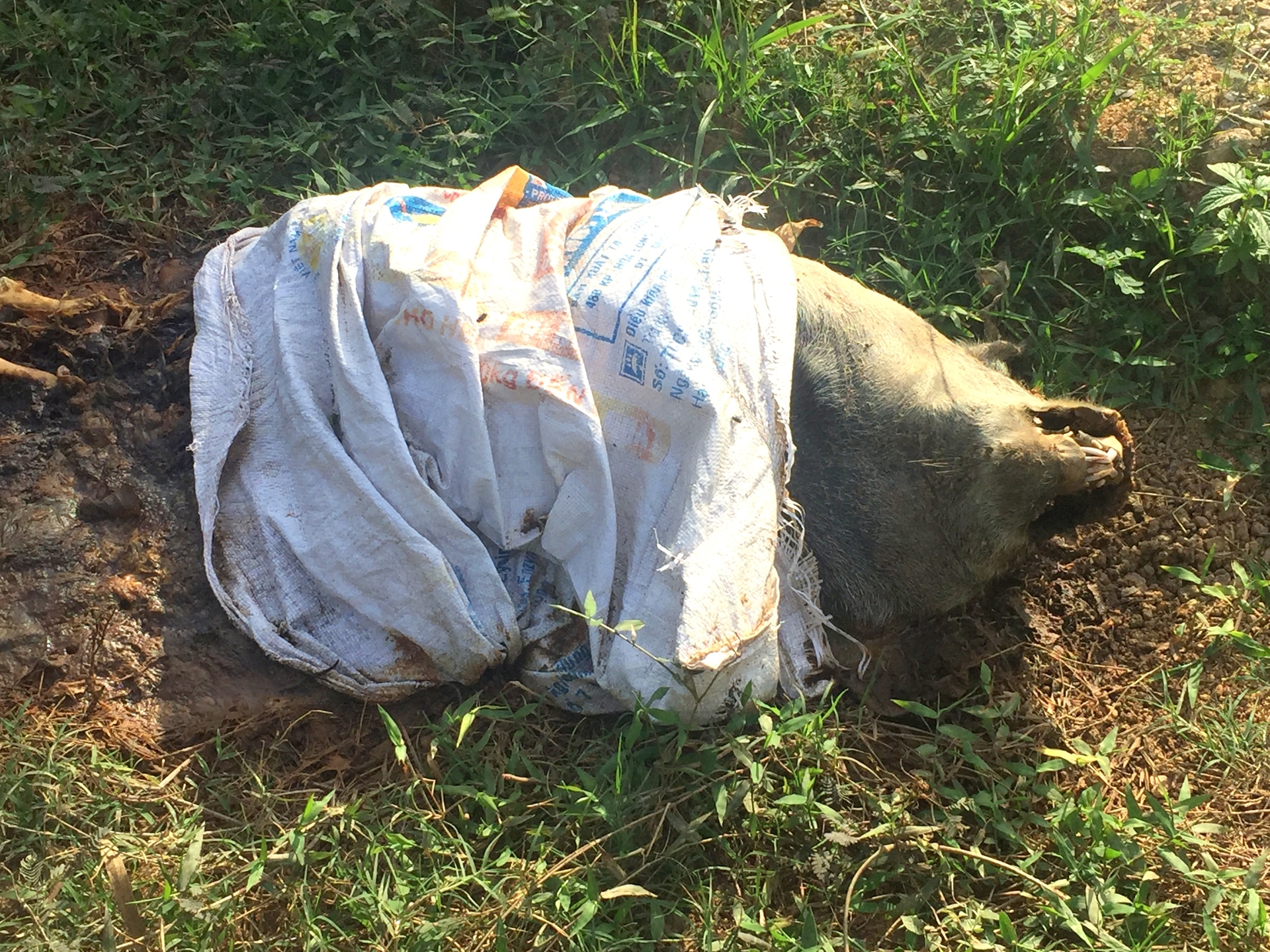 African Swine Fever is always a threat to pig herds, and livestock farmers need insurance coverage for this disease. Photo: V.D.T.