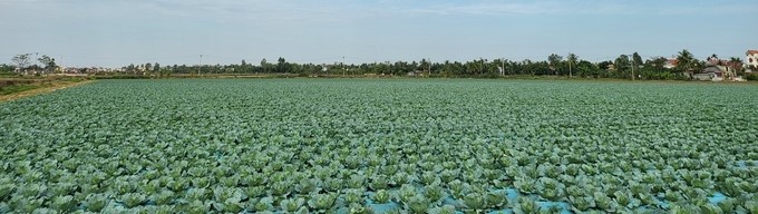 The vegetable growing area of Hien Le Company is in Vinh Bao district. Photo: Dinh Muoi.