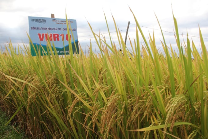 Giống lúa VNR10 thích hợp cả trong vụ hè thu và vụ đông xuân, giống có tiềm năng năng suất cao, sạch sâu bệnh và chống đổ ngã tốt. Ảnh: L.K.